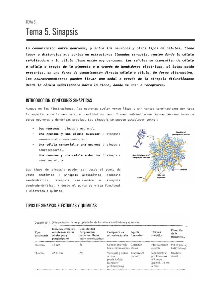 Tipos de Sinapsis: Química y Eléctrica | PDF | Sinapsis | Neurona
