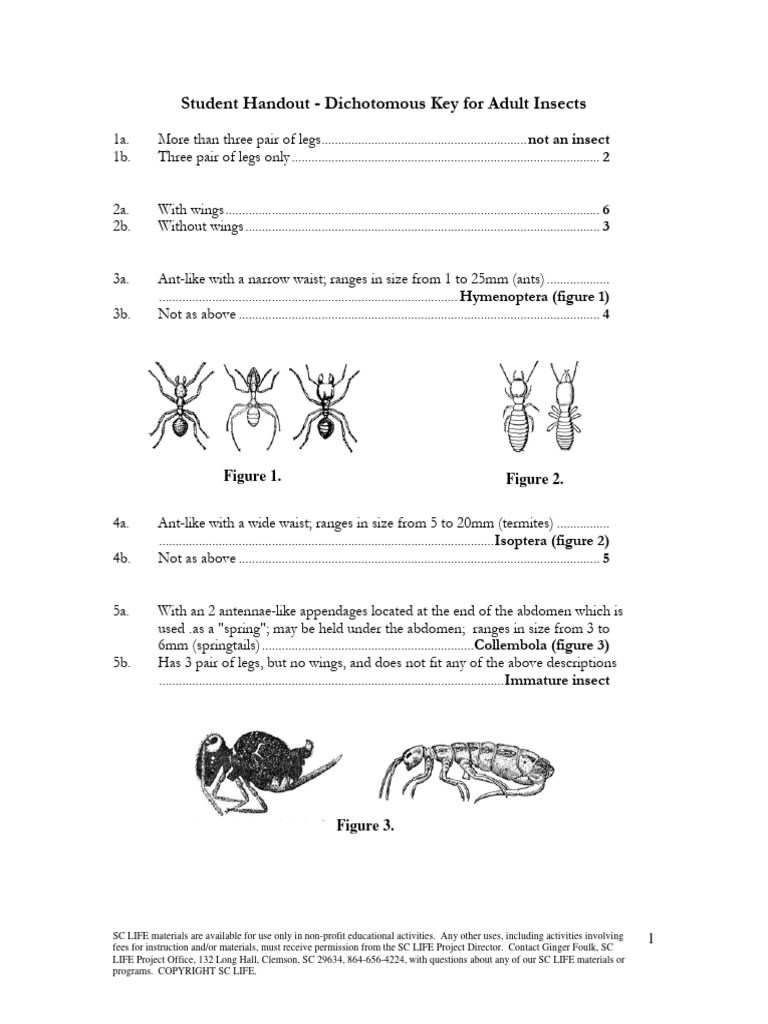 Dichotomous Key For Adult Insect Orders PDF Hymenoptera Insects