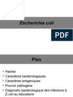 Escherichia Coli