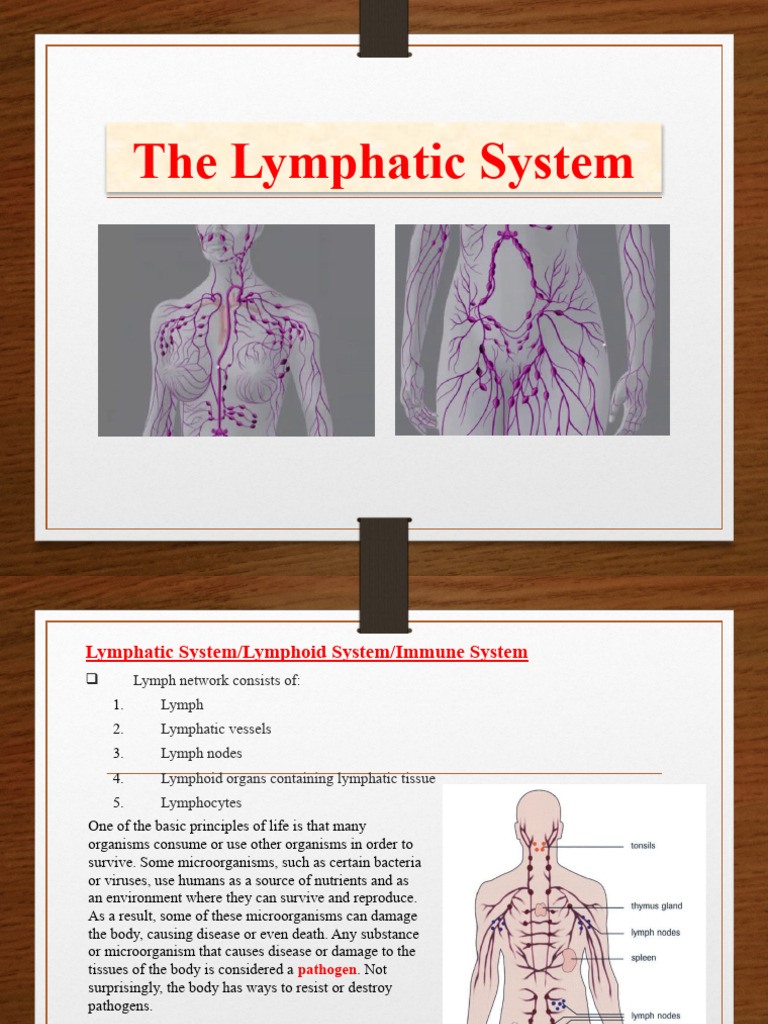 04 The Lymphatic System | PDF