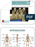 1 Anatomia Ortopedica