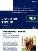 Masterfile Yorkshire Terrier