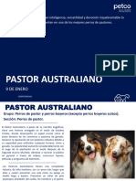 Masterfile Pastor Australiano