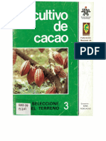 Cultivo de Cacao 3