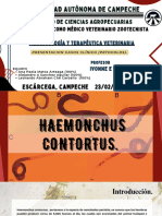 Haemonchus Contortus.