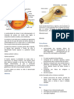 Anatomia e Fisiologia Oftalmica