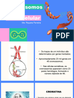 Aula 06 - Cromossomos e Ciclo Celular