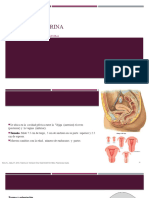 Anatomia Uterina Clase