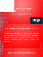 The Integumentary System-3