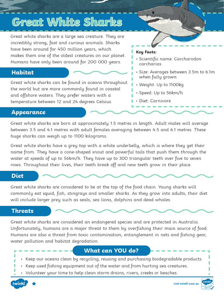 Great White Sharks Differentiated Comprehension - Ver - 1 | PDF 