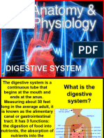 Digestive System Anatomy