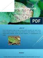 Cercospora