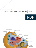 Deoxyribonucleic Acid (Dna)