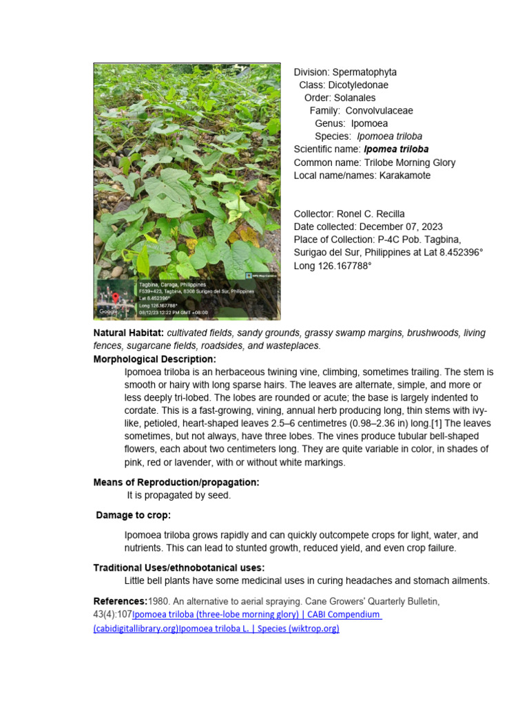 3mins Pitch Pdf Leaf Branches Of Botany