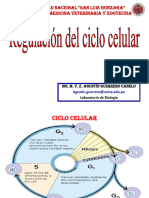Sesion 13 Regulaciondelciclocelular