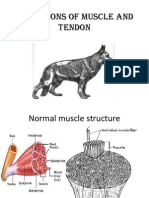 Muscle & Tendon