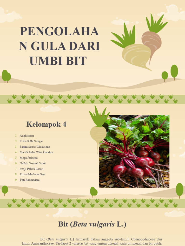 Pengolahan Gula dari Umbi Bit | PDF