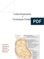 Aula 6 - CTE e Fosforilacao Oxidativa