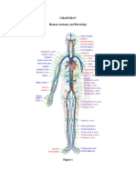 Anaphysio Chapter IV