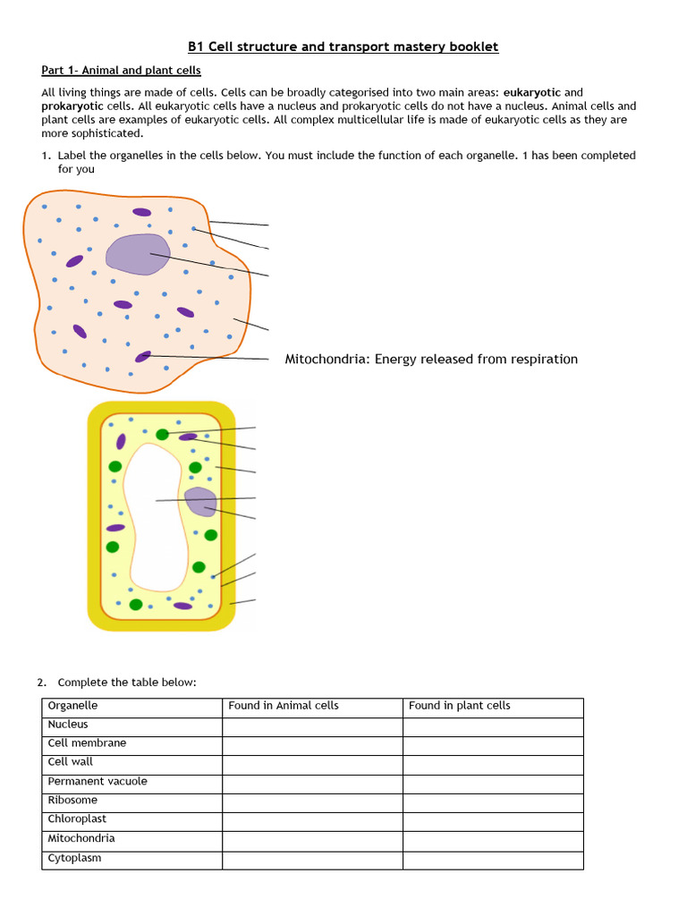 Mastery of Cell Structure and Transport | PDF | Science & Mathematics ...