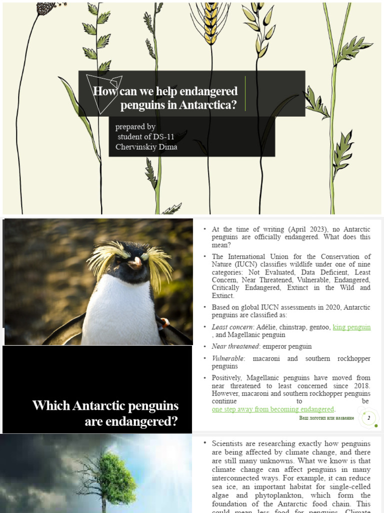 How can we help endangered penguins in Antarctica | PDF