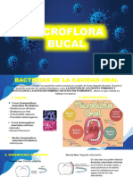 Microflora Bucal