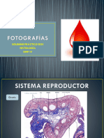 ATLAS Sistema Reproductor Femenino (2do Solemne)