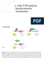 Genome Wide Y2H Analysis for Protein-portein Interactions