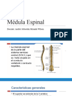 Médula Espinal