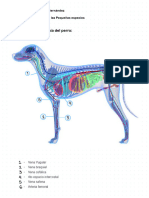 Anatomía Canina