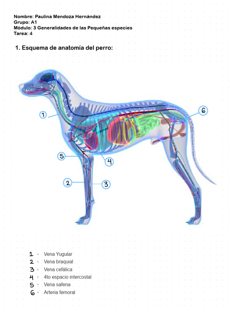 Anatomía Canina Pdf Anatomía Cráneo