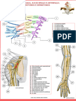 Plexo Braquial N.N Do Braco e Antebraco. Quais M.M Cada N. Inerva. Miotomos e Dermatomos