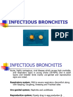 Infectious Bronchitis