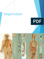 Idegrendszer 1