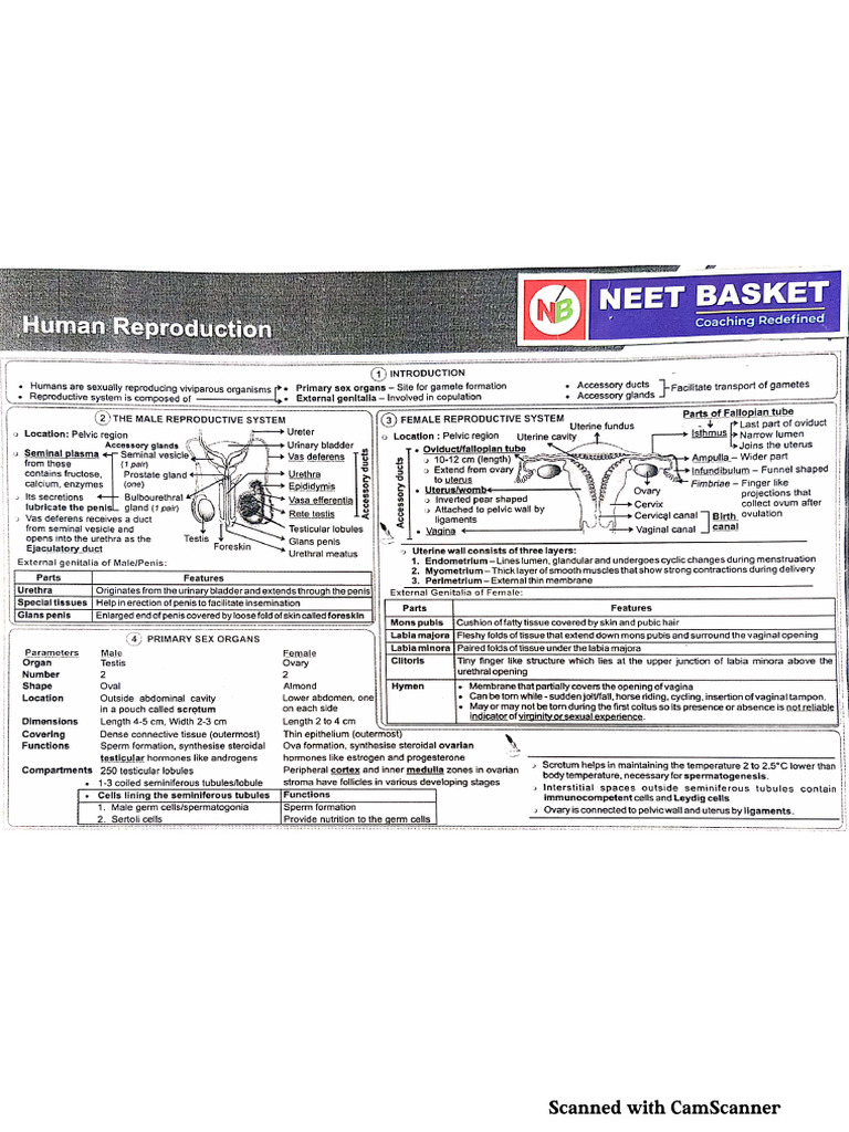Human Reproduction (Key Notes) | PDF