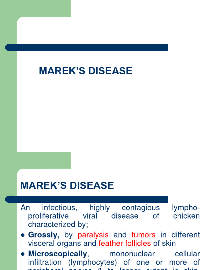 Understanding Marek's Disease in Chickens | PDF | Infection | Lymphocyte