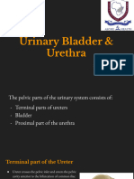 19b.urinary Bladder & Urethra