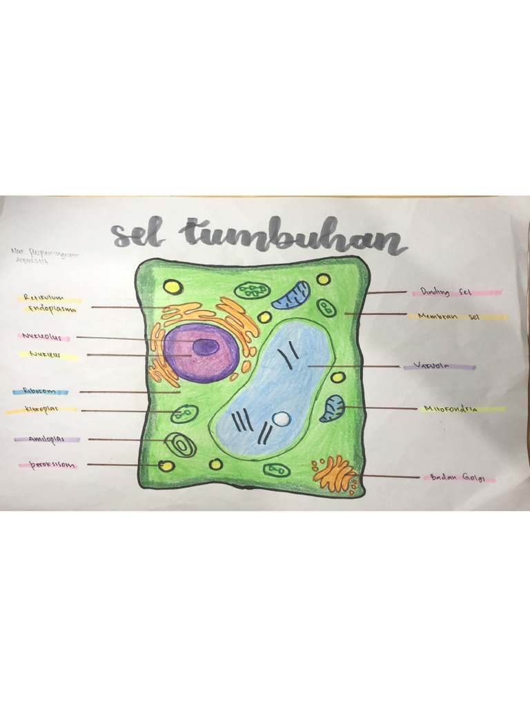 Gambar Sel Hewan Dan Tumbuhan | PDF