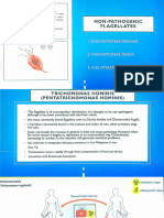 Non Pathogenic Flagellates