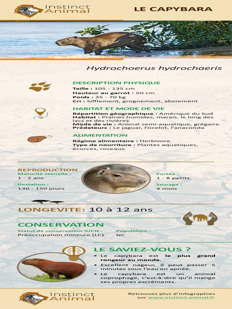 Caractéristiques du capybara | PDF | Bien-être | Sciences et mathématiques