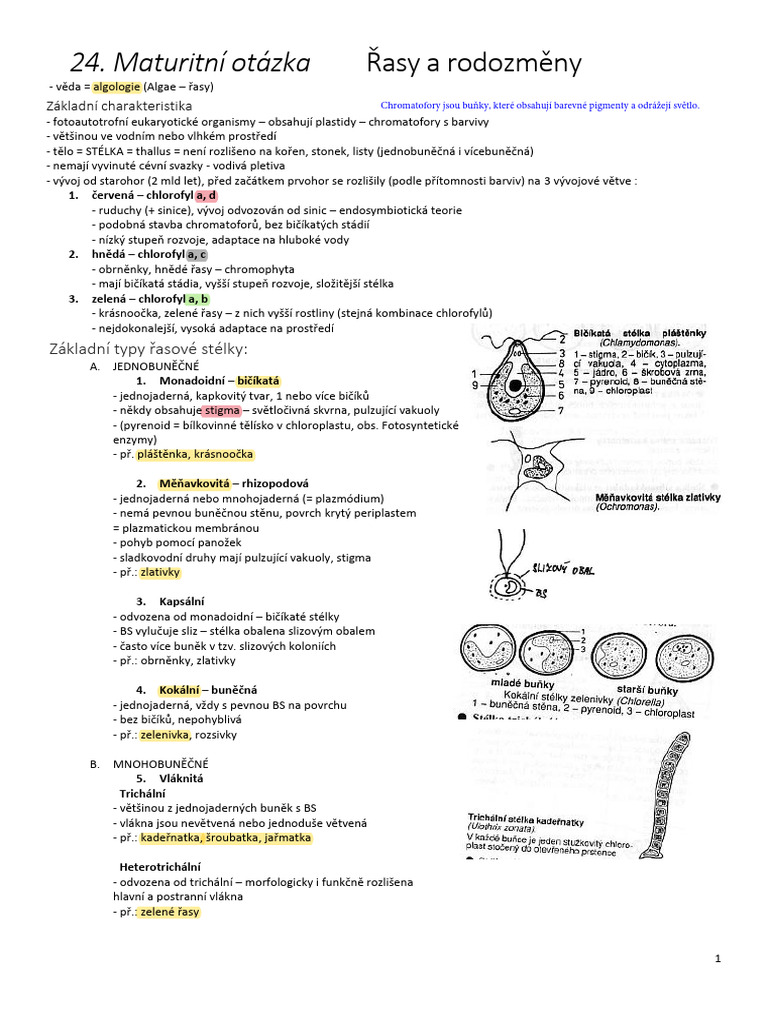 Rasy | PDF