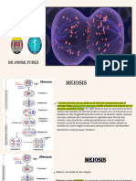 4.5 Ciclo Celular-B