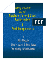 Somite Derived Muscles of The Head and Neck