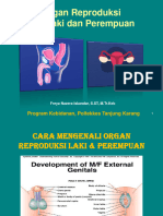 Pertemuan1 - Organ Reproduksi Pria Dan Wanita