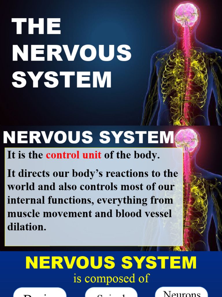 Nervous System Overview Guide | PDF | Self-Improvement