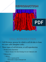 Cell Cycle and Mitosis