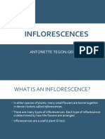 PDF Inflorenscences Toni