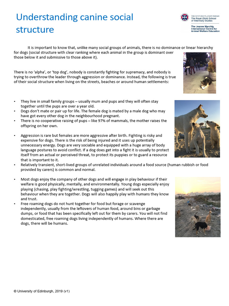Understanding Canine Social Structure | PDF