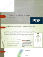 Nerwy Rdzeniowe