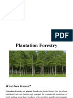 Plantation FSTI